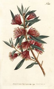 Pirinç şişesi sitrin, şişe durulama veya kırmızı iğne bitkisi - Kızıl şişe fırçası, Callistemon citrinus (Harsh-Lev
