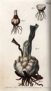 Zambak kökü ve ampulü. Renkli bakır gravür, Sydenham Edwards (1768-1819) tarafından Botanik Konferansları için illüstrasyon, Lambeth Botanik Bahçesi (İngiltere) by Sydenham Teast Edwards
