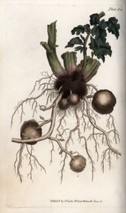 Tohumluk patatesin kökleri ve yumruları. Renkli bakır gravür, Sydenham Edwards (1768-1819) tarafından Botanik Konferansları için illüstrasyon, Lambeth Botanik Bahçesi (İngiltere) by Sydenham Teast Edwards