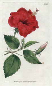 Rose de Chine - Sydenham Edwards (1768-1819), William Curtis