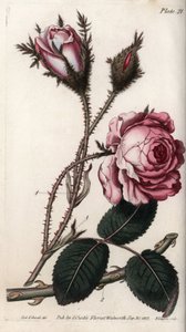 Gül, gül çiçeği yüz yaprağı. Renkli bakır gravür, Sydenham Edwards (1768-1819) tarafından Botanik Konferansları için illüstrasyon, Lambeth Botanik Bahçesi (İngiltere) by Sydenham Teast Edwards