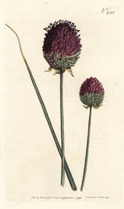 Yuvarlak başlı sarımsak, Allium sphaerocephalon (Mor başlı sarımsak, Allium inen). William Curtis