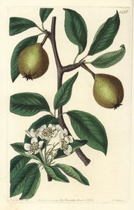 Adaçayı yaprağı armut - adaçayı yapraklı armut, Pyrus salviifolia (Pyrus salvifolia). Sydenham Edwards