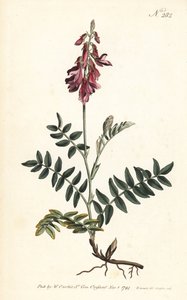Sainfoin des Alpes - Alp korungası, Hedysarum hedysaroides (Sürünen köklü hedysarum obscurum) - William Curtis