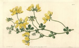 Kum nilüferi - Kum nilüferi, Lotus arenarius. Sydenham Edwards