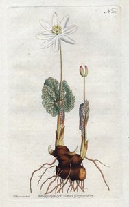 Sanguinaire du Canada - Sydenham Edwards (1768-1819) tarafından litografi, William Curtis