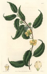 Schisandra