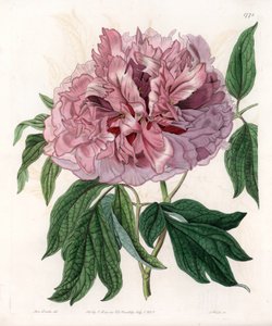 Çalı şakayık veya koyun şakayık - S.Watts tarafından oyulmuş tahta, Sarah Anne Drake (1803-1857), Sydenham Edwards Botanik Kaydı