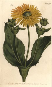Silphium veya rosinweed, Silphium asteriscus, Polygamia nessaria. Lambeth