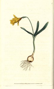 Küçük nergis - En az nergis, Narcissus pseudonarcissus subsp. minör (Nergis minör). William Curtis