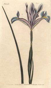 İspanyol iris, İris xiphium. William Curtis