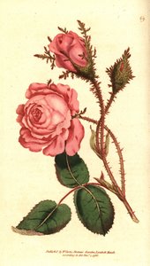 Köpüklü gül (köpüklü gül) - Pembe yosun, Rosa centifolia f. muscosa (Rosa muscosa). William Curtis