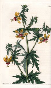 Baharatlı Haşhaş - S.Watts tarafından oyulmuş plaka, Sarah Anne Drake (1803-1857), Sydenham Edwards Botanik Kaydı