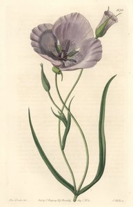 Splendid calochorte (muhteşem mariposa), California
