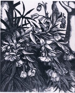 Stinking Hellebore, İngiltere