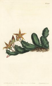 Stisseria geminata (İki çiçekli stapelia, Stapelia geminata). William Curtis