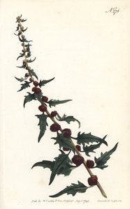 Baget içinde çilekli ıspanak - Yapraklı kaz ayağı, Chenopodium foliosum (Çilek blite, Blitum virgatum). William Curtis