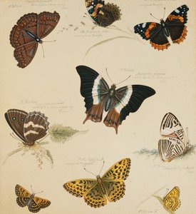 Kelebekler ve Böcekler Çalışmaları, by Sydenham Teast Edwards