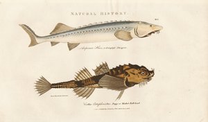 Sturgeon ve Pogge by Sydenham Teast Edwards