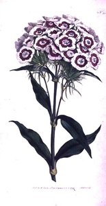 Tatlı William veya Sakallı Pembe (Dianthus barbatus), William Curtis