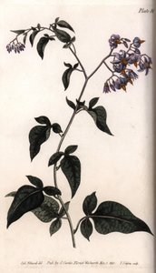 Tatlı acı veya acı tatlı itüzümü. Renkli bakır gravür, Sydenham Edwards (1768-1819) tarafından Botanik Konferansları için illüstrasyon, Lambeth Botanik Bahçesi (İngiltere) by Sydenham Teast Edwards