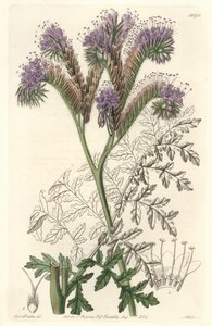 Tansy yaprak phacelia, Kaliforniya