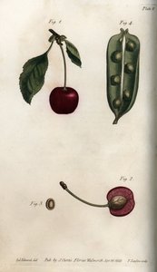 Bezelye perikarp (baklagil) ve kiraz meyvesinin (veya yabani kiraz veya kuşların) bölümü. Renkli bakır gravür, Sydenham Edwards (1768-1819) tarafından Botanik Konferansları için illüstrasyon, Lambeth Botanik Bahçesi (İngiltere) by Sydenham Teast Edwards