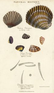 Dikenli midye, Cardium echinatum, kesik mırlama, Donax crenulata ve sekiz çıkıntılı diş kabuğu, Dentalium octangulatum. John Mason Good