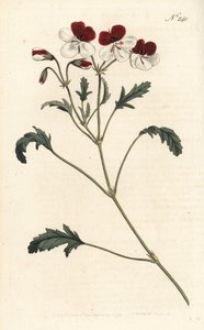 Üç renkli vinç faturası, Pelargonium üç renkli. Sydenham Edwards rom William Curtis