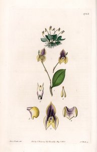 Üç diş Lepanthe - Sydenham Edwards Botanik Sicilinden (1768-1819), İngiltere