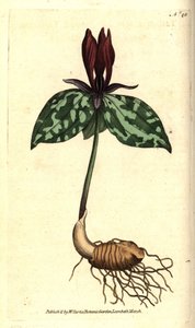 Toadshade veya sapsız trillium, Trillium sapsız. William Curtis