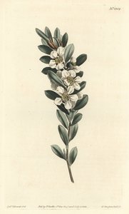Ağaç veya Avustralya mersini - Kıyı çay ağacı, Leptospermum laevigatum (Pürüzsüz kumaş, Fabricia laevigata). William Curtis