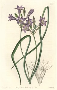 Triteleia ou brodiacea lache - Sarah Anne Drake