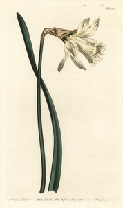 Trompet nergis - Daha küçük beyaz İspanyol nergisi, Narcissus pseudonarcissus subsp. moschatus (Narcissus moschatus). William Curtis