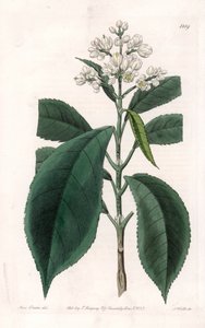 Turpinia Variete - S.Watts tarafından oyulmuş plaka, Sarah Anne Drake (1803-1857), Sydenham Edwards Botanik Kaydı