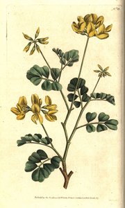 Valencia Coronilla - Akrep fiğ, Coronilla valentina subsp. glauca (Deniz yeşili veya gündüz kokulu koronilla, Coronilla glauca). William Curtis
