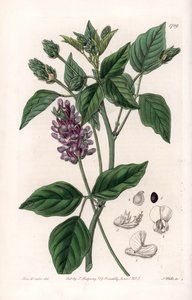 Variete de Psoralea - S.Watts tarafından oyulmuş tahta, Sarah Anne Drake (1803-1857), Sydenham Edwards Botanik Kaydı