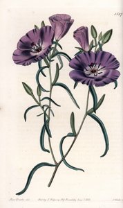 Clarkia çeşidi, Güney Amerika yerlisi, S.Watts tarafından oyulmuş, Sarah Anne Drake