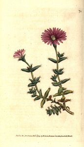 Ficoid çeşidi - Sakallı incir kadife çiçeği, Mesembryanthemum barbarum. William Curtis