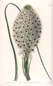 Liliacee çeşidi (Helonias asphodeloides) - S.Watts tarafından oyulmuş, Sarah Anne Drake (1803-1857), Sydenham Edwards Botanik Sicilinden (1768-1819), İngiltere by Sydenham Teast Edwards