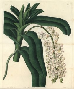 Jamaika merhemi olarak bilinen orkide epidendrum çeşidi - Tilki fırçası orkide veya boynuz çiçekli hava bitkisi, Aerides cornutum. Sydenham Edwards