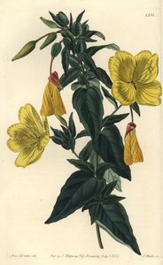 Çuha çiçeği veya eşekli çimen çeşitleri - Çuha çiçeği, Oenothera fruticosa subsp. glauca (Glaucous oenothera, Oenothera glauca). Sydenham Edwards'tan Bayan Sarah Drake'in bir illüstrasyonundan sonra S. Watts tarafından elle boyanmış bakır levha gra by Sydenham Teast Edwards