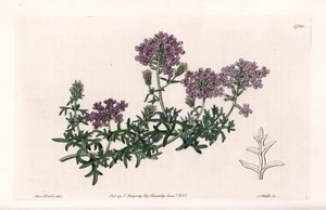 Verbena multifide - S. Watts tarafından oyulmuş, Sarah Anne Drake (1803-1857), Sydenham Edwards Botanik Kaydı'ndan (1768-1819), İngiltere by Sydenham Teast Edwards