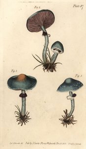 Verdigris mantarı veya verdigris agaric, Stropharia aeruginosa, Fungi, Cryptogamia. Sydenham Edwards