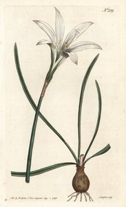 Virginia Amaryllis - Atamasco zambağı, Zephyranthes atamasco (Amaryllis atamasco) - Sydenham Edwards rom William Curtis