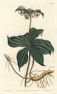 Virginia Medeole veya yabani salatalık - Hint salatalık, Medeola virginiana. William Curtis