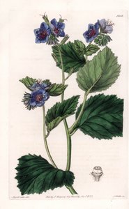 Viskoz Phacelia - S.Watts tarafından oyulmuş plaka, Sarah Anne Drake (1803-1857), Sydenham Edwards Botanik Kaydı