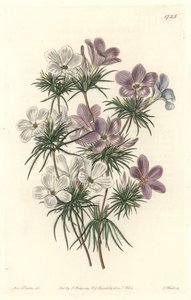 Beyaz ve Mor Leptosifon - Botanical Register