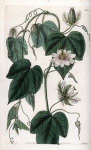 Beyaz çiçek çarkıfelek çiçeği - S.Watts tarafından oyulmuş tahta, Sarah Anne Drake (1803-1857), Sydenham Edwards Botanik Kaydı
