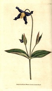 Bütün yapraklı akasma - bütün yapraklı akasma veya bakireler çardağı, Clematis integrifolia. William Curtis